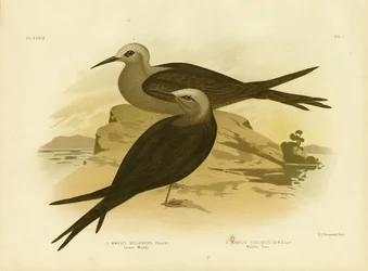 Lesser Noddy, 1891